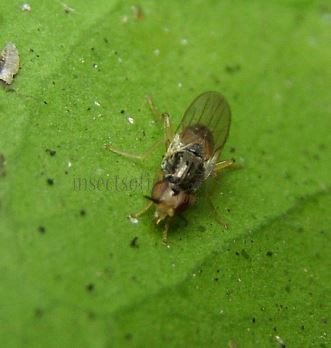 Elachiptera brevipennis-3