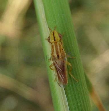 Platycephala planifrons -1