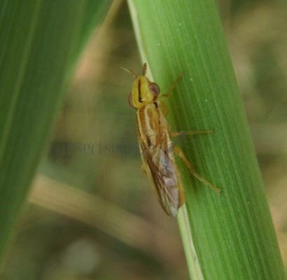 Platycephala planifrons -2