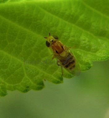 Thaumatomyia sp-6