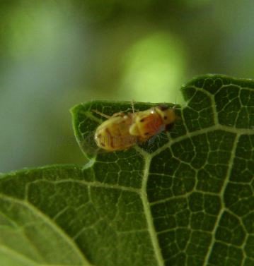 Thaumatomyia sp-7