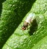 Flies - Chloropidae