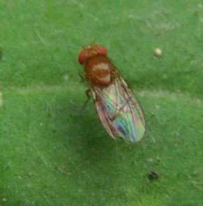 Drosophila melanogaster-2