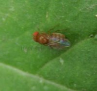 Drosophila melanogaster-3