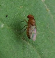 Drosophila melanogaster-4