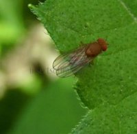Drosophila  sp