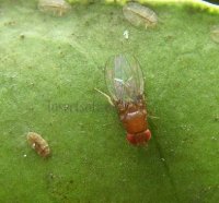 Drosophila  transversa-1