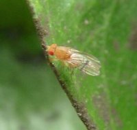 Drosophila  transversa-2