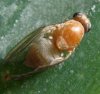 Flies - Dryomyzidae