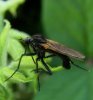 Flies - Empidiidae