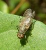 Flies - Heleomyzidae