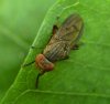 Flies - Lauxaniidae