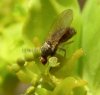 Flies - Pallopteridae 