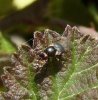 Flies - Piophilidae