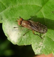 Sciomyzidae-1