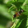 Flies - Sepsidae