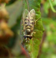 Dasysyrphus albostriatus-5