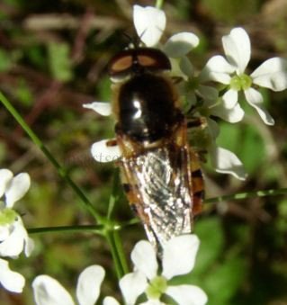 Syrphidae-1