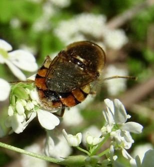 Syrphidae-2