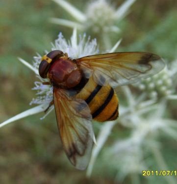 Volucella inanis -1