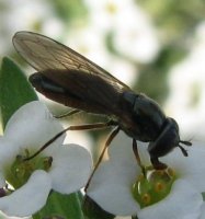 Cheilosia albitarsis