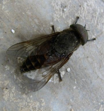 Tabanus bovinus -2