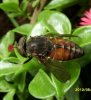 Flies - Tabanidae