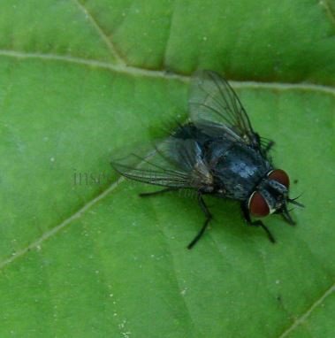 Epicampocera succincta-1