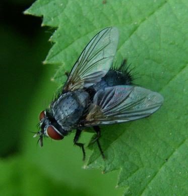 Epicampocera succincta-2