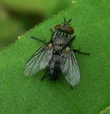 Exorista sp-4