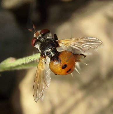 Gymnosoma rungsi -3