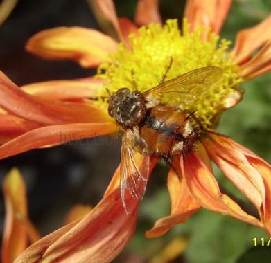 Tachina fera-2