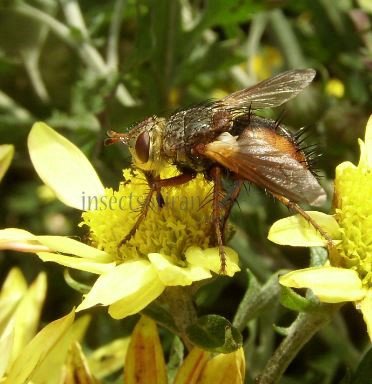 Tachina fera-4