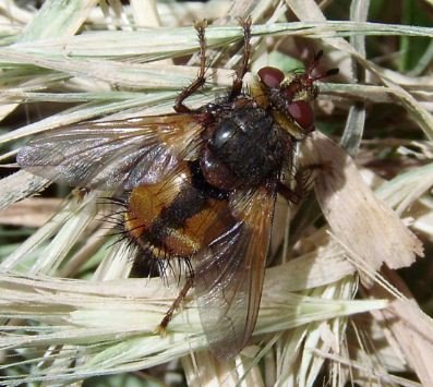 Tachina fera