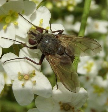 Tachinidae -1