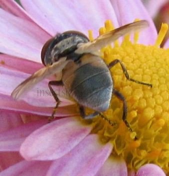 Ectophasia sp