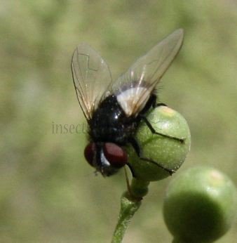 Elomya lateralis-1