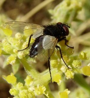 Elomya lateralis-2