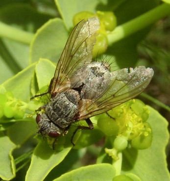 Estheria cristata -2