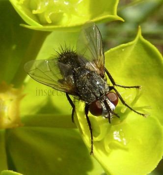 Estheria cristata -3
