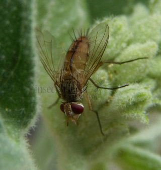 Fischeria bicolor-2