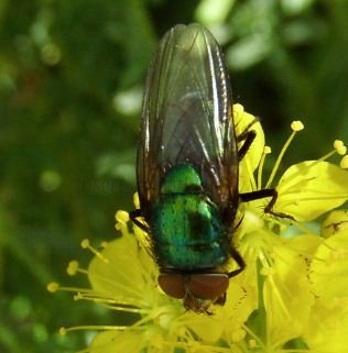 Gymnocheta sp-1