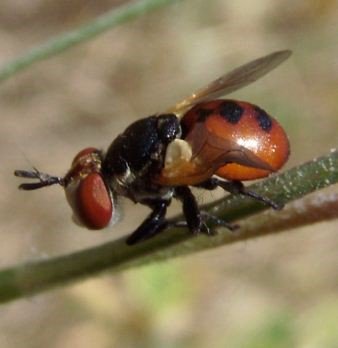 Gymnosoma rungsi -1