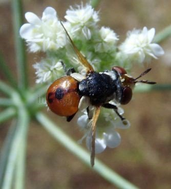 Gymnosoma sp-3