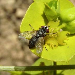 Labigastera forcipata-2