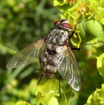 Mintho  rufiventris-2