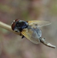 Ectophasia crassipennis -2