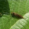 Flies - Tipulidae-پشه