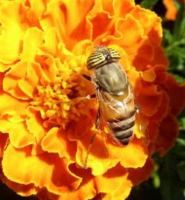 Syrphidae