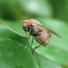 Flies - Acroceridae